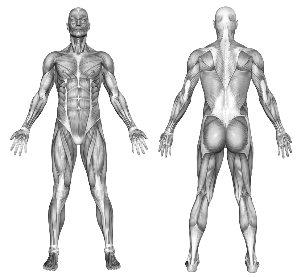 Anterior and posterior body muscle map