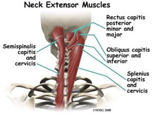 deep neck extensors the prehab guys exercises to improve neck strength 