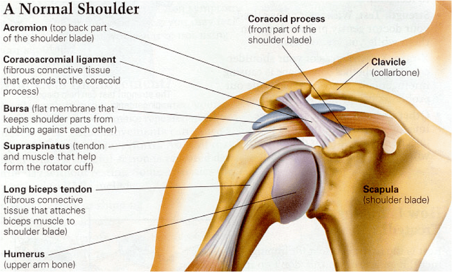 Exercises For Rotator Cuff Injury Exercises For Rotator Cuff Injury