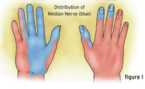 carpal tunnel median nerve distribution
