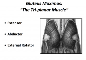 Via Dr. Chris Powers gluteus maximus how to prevent knee valgus
