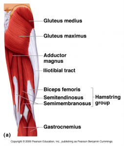 Via Dr. Robert Droual gluteus maximus and medial knee collapse