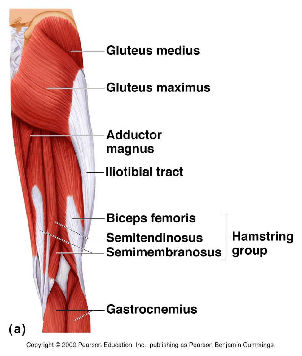 Muscles Of The Knee And Hip