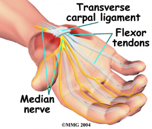 carpal tunnel median nerve