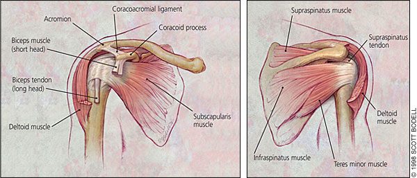 pediagenosis  Shoulder exercises physical therapy, Shoulder rehab