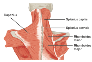 trapezius muscle prehab guys shoulder muscle imbalances
