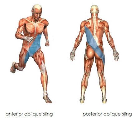 Oblique sling exercise progressions anatomy