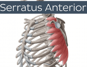 Serratus Anterior anatomy prehab guys