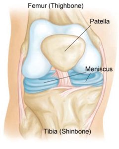 meniscus anatomy surgery rehab