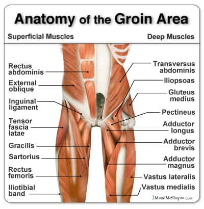 anatomy groin pain treatment the prehab guys