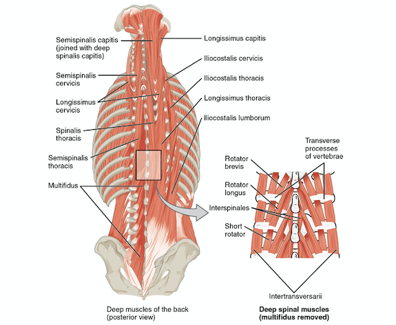 core muscle anatomy the prehab guys