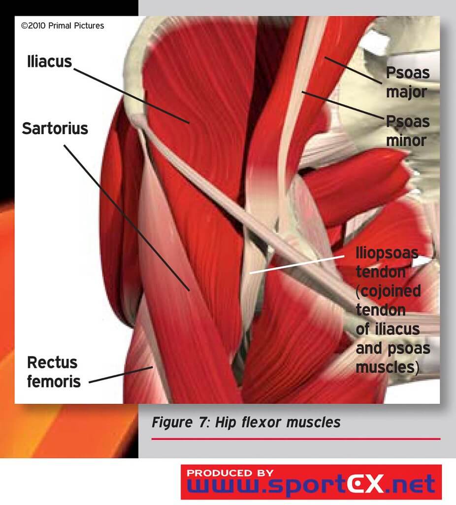 Anterior (front) Hip Pain - Sports Medicine Information