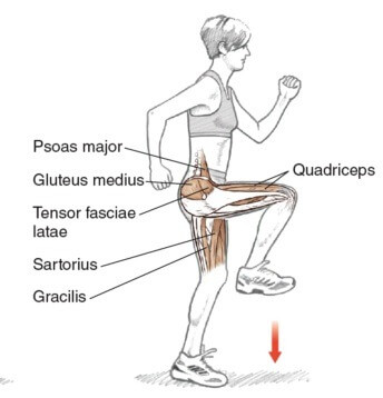 Hip Flexion and Extension