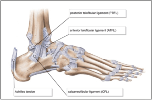 ankle sprain rehab anatomy the prehab guys
