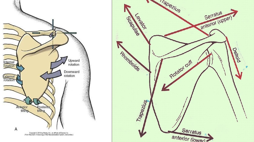 Downward rotation deals of scapula