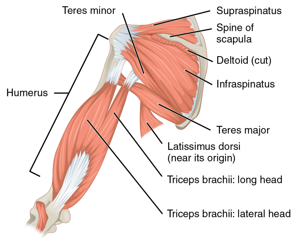 shoulder anatomy the prehab guys