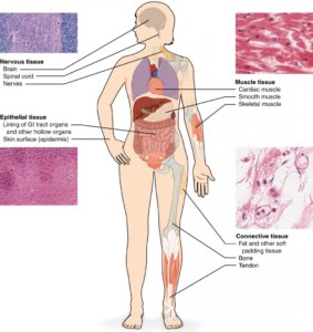 tissue healing types of tissue the prehab guys