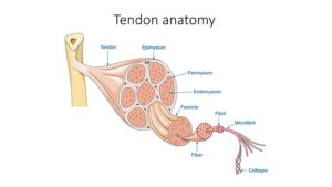 tendon anatomy tendinitis versus tendinosis the prehab guys