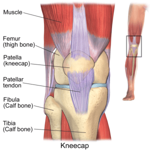 runners knee causes and treatment knee anatomy the prehab guys