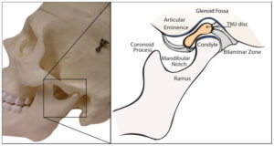 temporomandibular joint anatomy the prehab guys