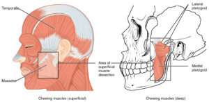 muscles of mastication the prehab guys temporomandibular joint disorders