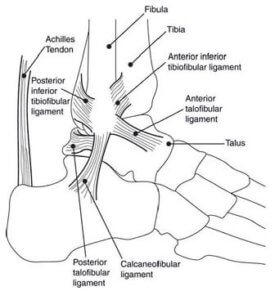 ankle anatomy high ankle sprains the prehab guys