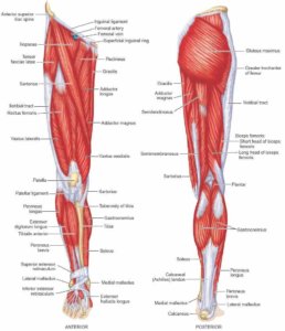 leg muscles prehab guys