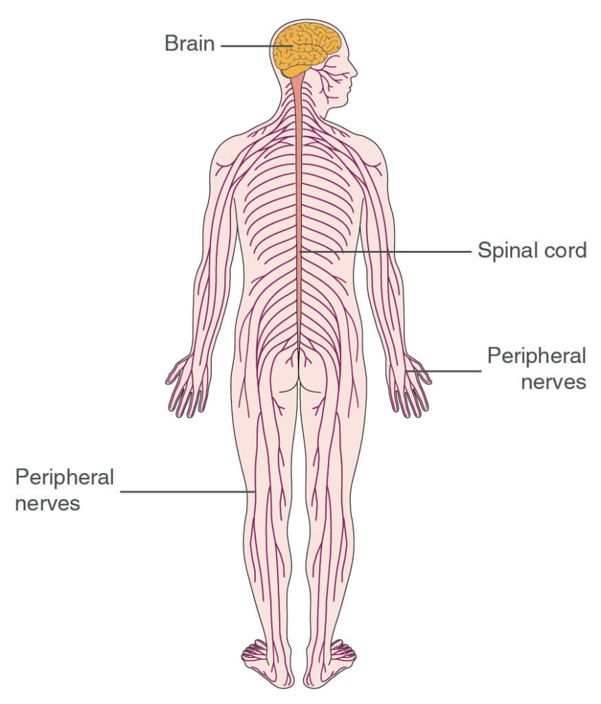 How To Relieve Nerve Pain: Understanding Neurodynamics – [𝗣]𝗥𝗲𝗵𝗮𝗯