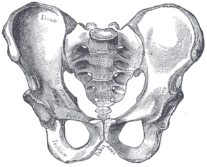 hip alignment the prehab guys pelvis anatomy