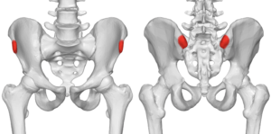 anterior superior iliac spine posterior hip alignment the prehab guys
