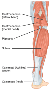 calf muscles anatomy how to rehab calf strains the prehab guys