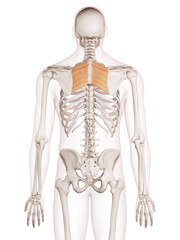 rhomboid anatomy the prehab guys