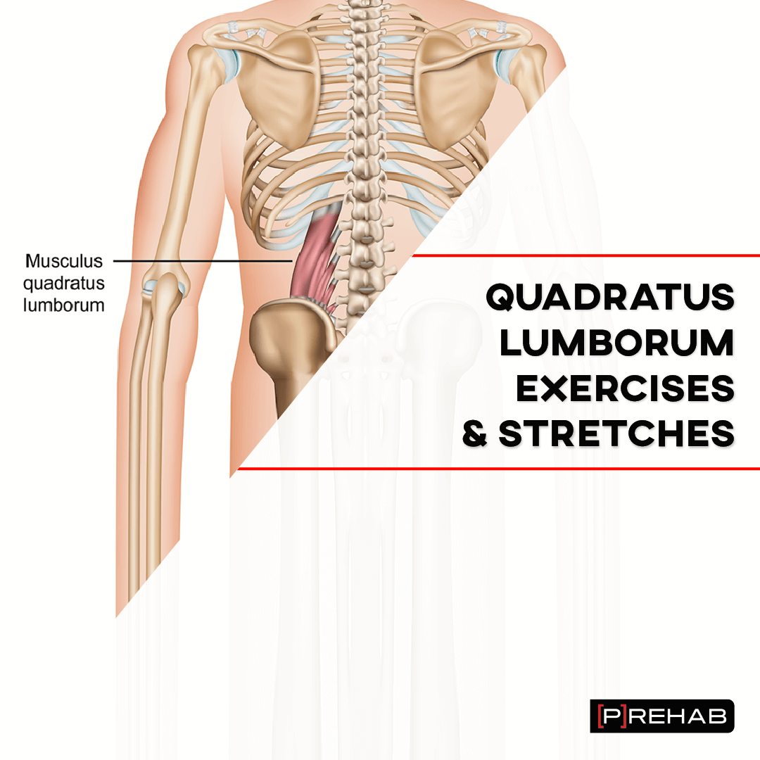 Quadratus Lumborum Exercises & Stretches - [P]rehab
