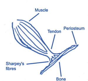 sharpeys fibers physical therapy prehab guys