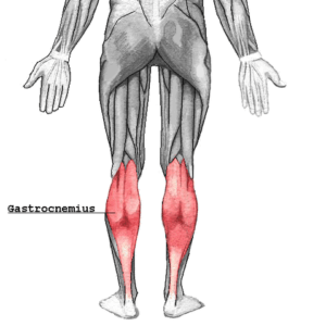 gastrocnemius muscle calf tightness prehab guys