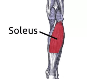 soleus muscle tight calf prehab guys