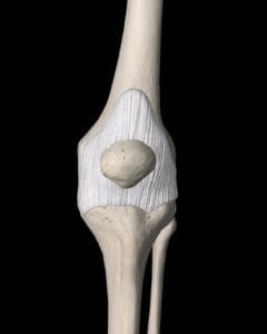 knee synovial membrane 