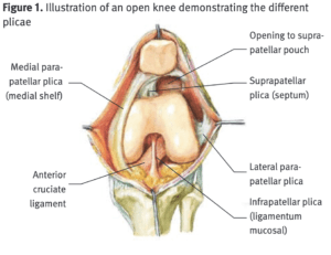 knee anatomy prehab guys