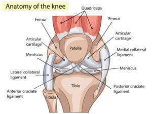 anatomy of the knee the prehab guys 