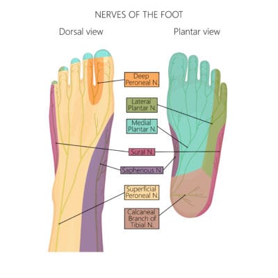 nerves of foot the prehab guys 