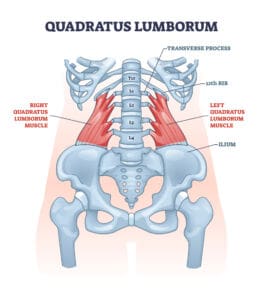 the quadratus lumborum 