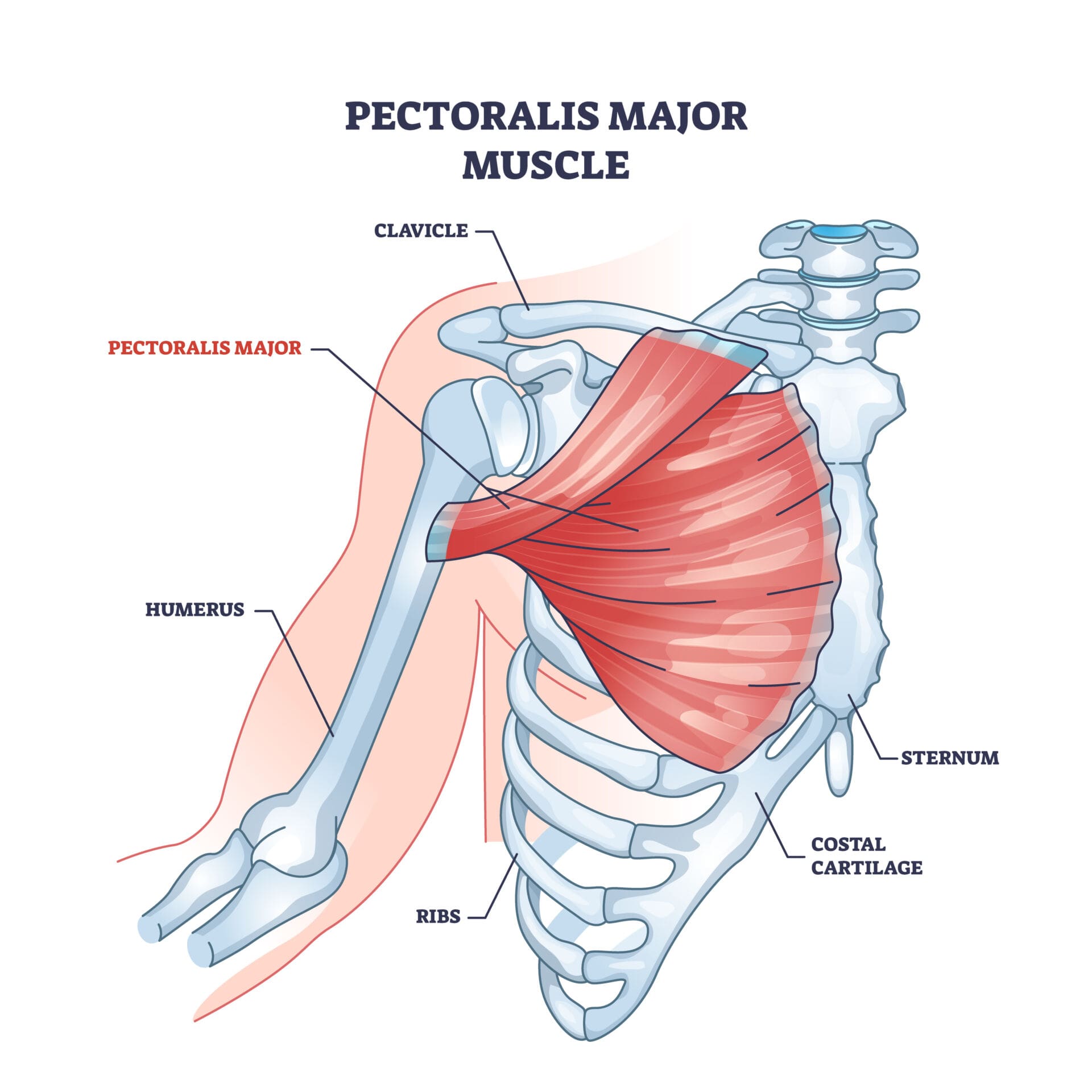 The 4 Best Stretches For A Strained Chest Muscle