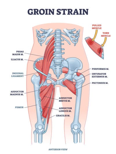 adductor muscles the prehab guys 