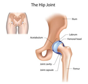 the hip joint the prehab guys 