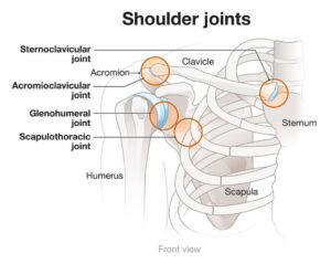 shoulder joints the prehab guys 