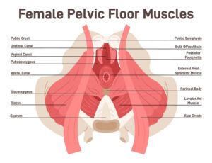 pelvic floor muscles the prehab guys 