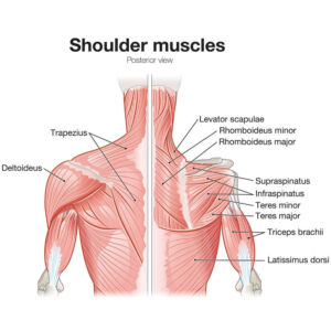 shoulder muscles the prehab guys 