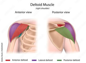 the prehab guys anterior deltoid