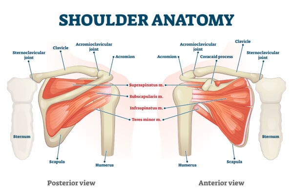 shoulder anatomy the prehab guys