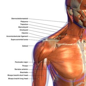 muscles of the shoulder and neck